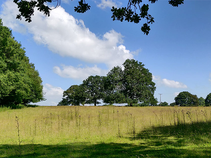 3 Trees in the summer