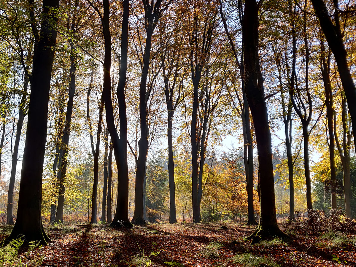 Forest Bathing Day, Salisbury, Spring 2025 TBA