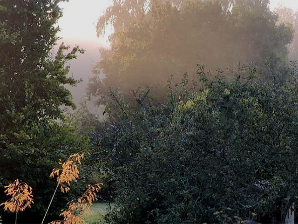 Atmospheric image of the morning mist in a woodland setting in August