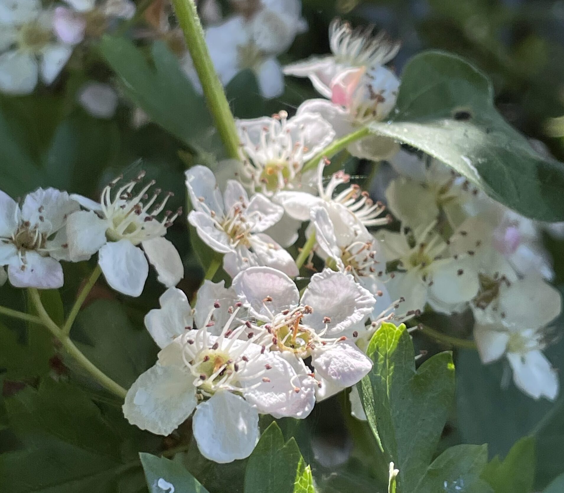 A close up Photograph of some pale cream coloured hawthorn blossom with green leaves behind and dappled sunlight across it.